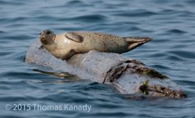 BalancingSeal1